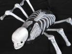 skeleton spider mouse